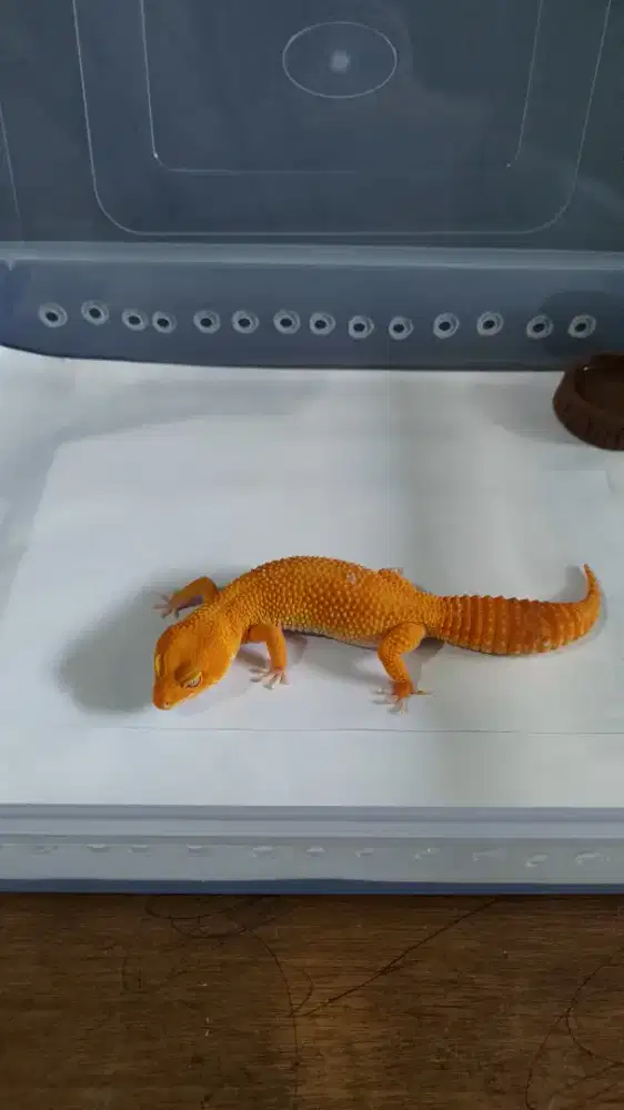 LEOPARD GECKO SUNGLOW ADULT