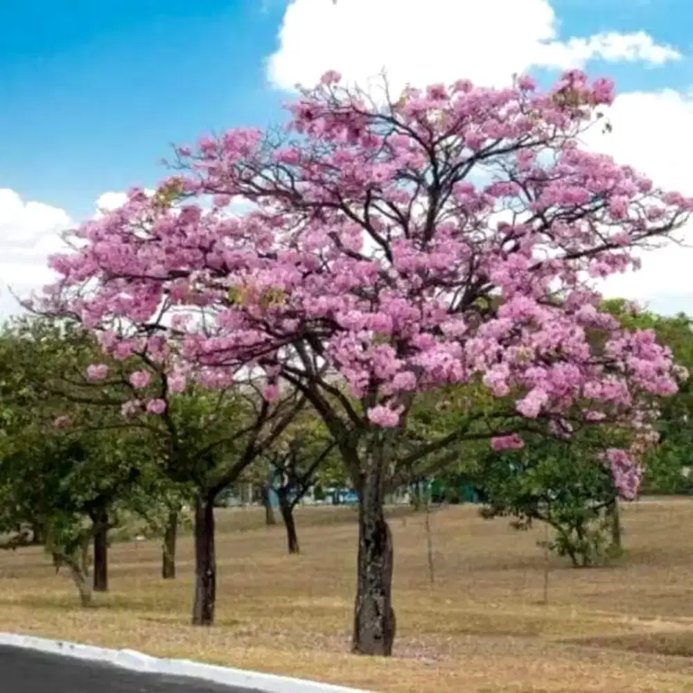 Pohon tabebuya rosea bunga pink dan putih  tinggi 4 meter