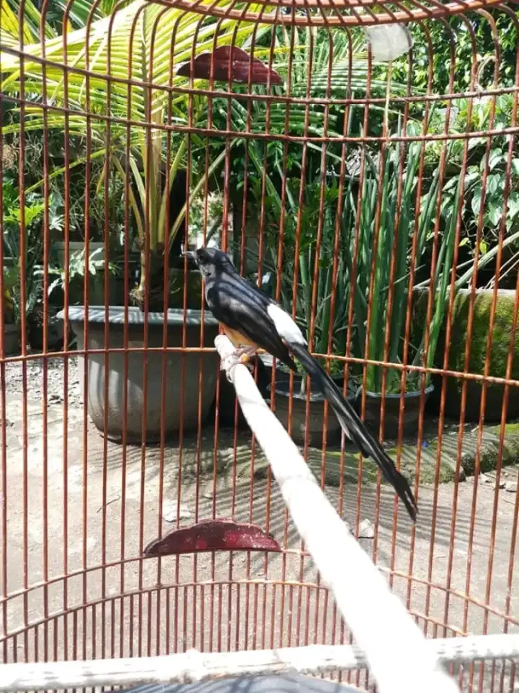 Murai betina siapan ekor 17cm body ageung ekor lebar