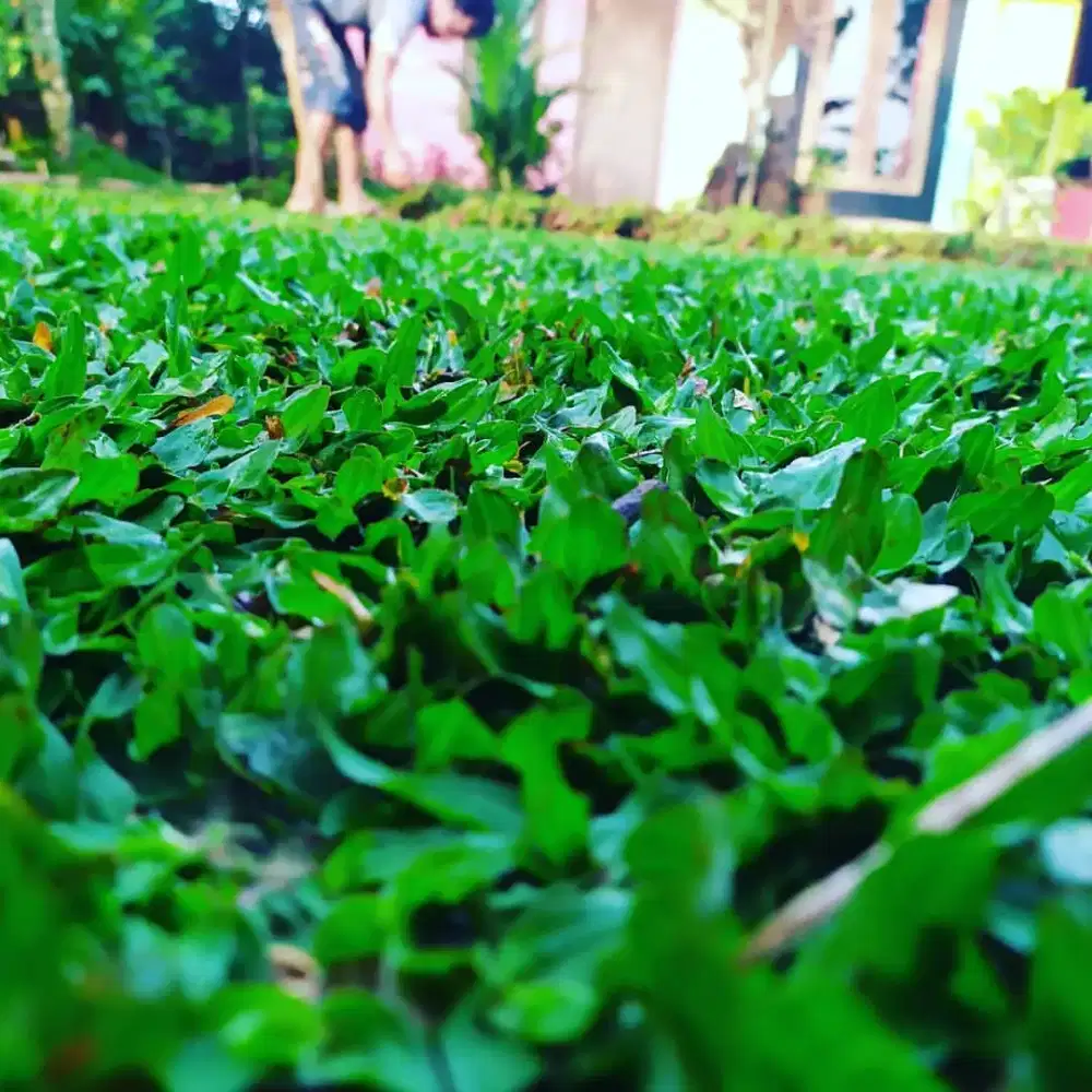 Rumput gajah mini