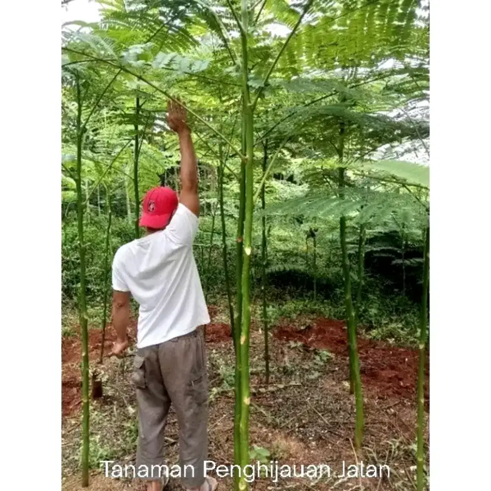 Pohon solobium - pohon pakis brazil