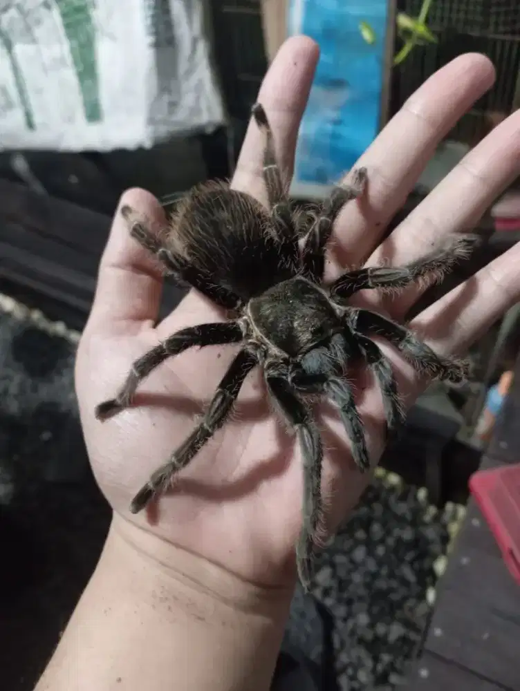 Tarantula Albopilasum Adult Female