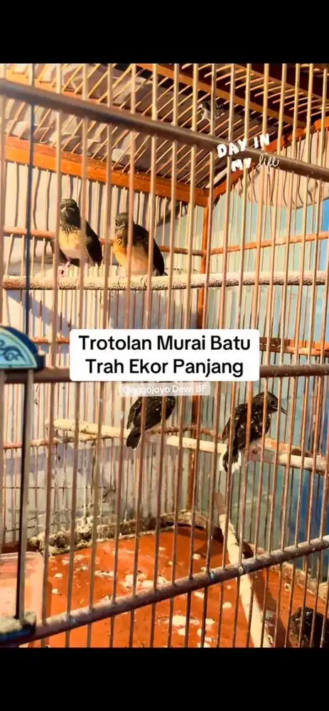 Trotolan Murai Batu Trah Ekor Klewer Panjang