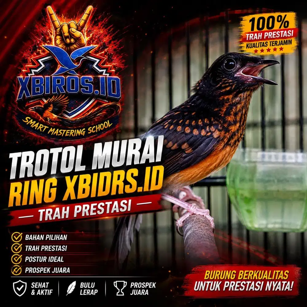 Trotol Murai batu Trah Prestasi RING XB MERAH