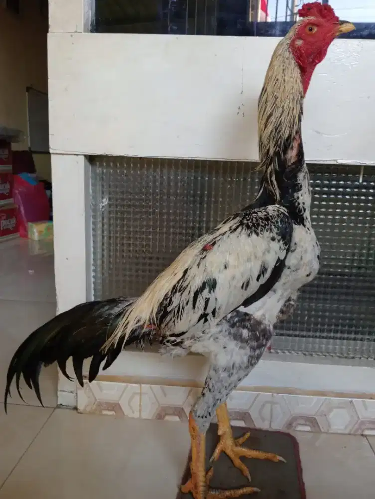 Ayam  Bangkok Mangon big size