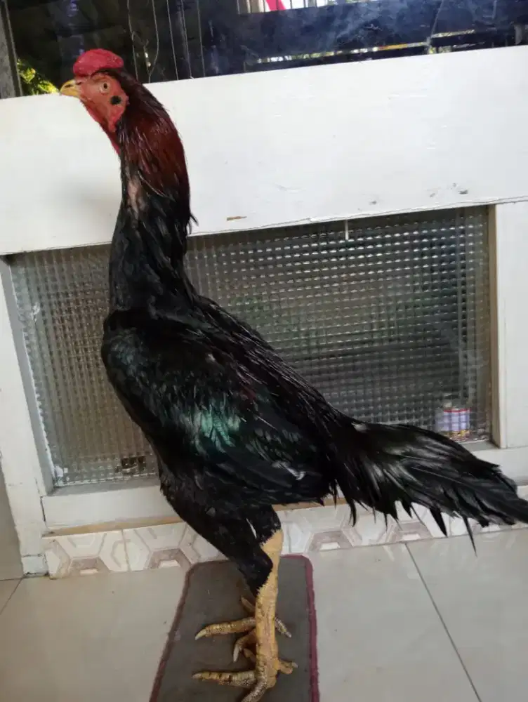 Ayam Bangkok ORI big size