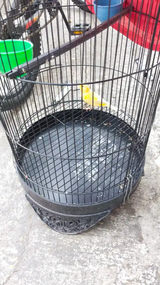 Gacoran af stabilo, lemon, bon simetris termurah