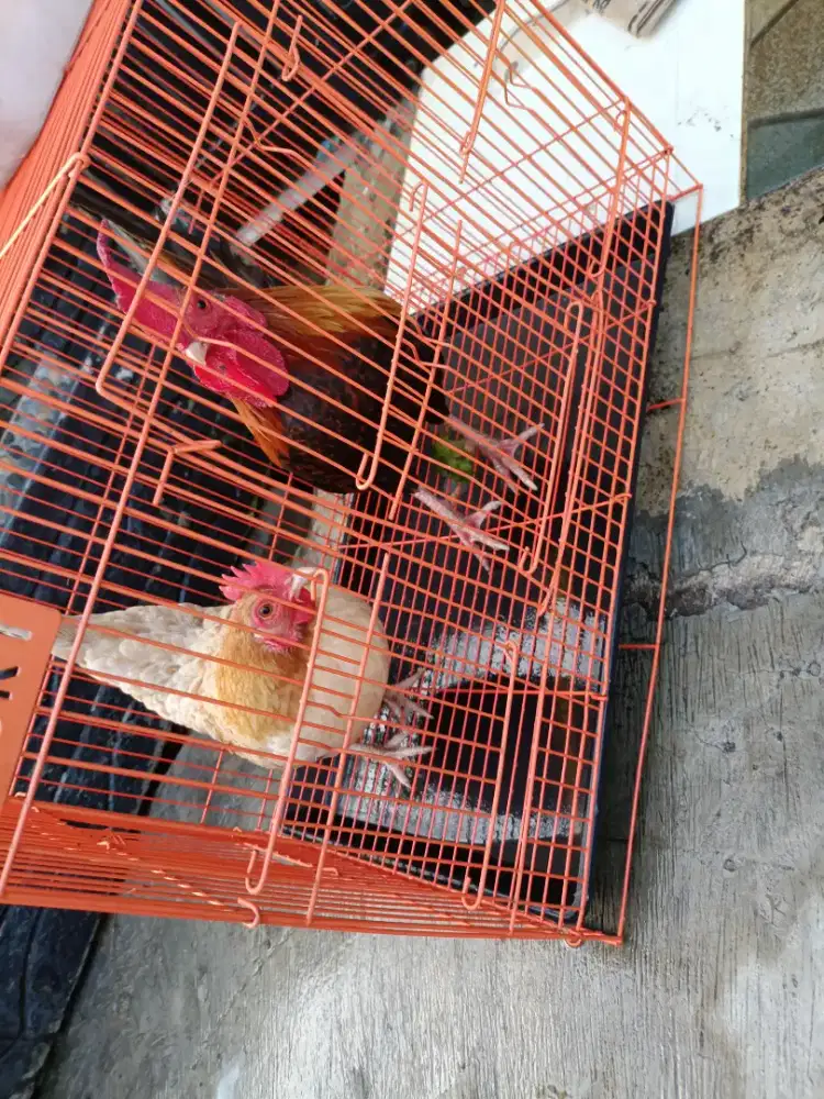 DI JUAL 2 PASANG AYAM HIAS (AYAM KT)