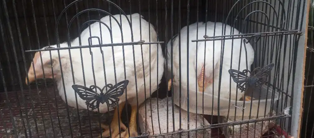 Ayam 2 ekor jantan