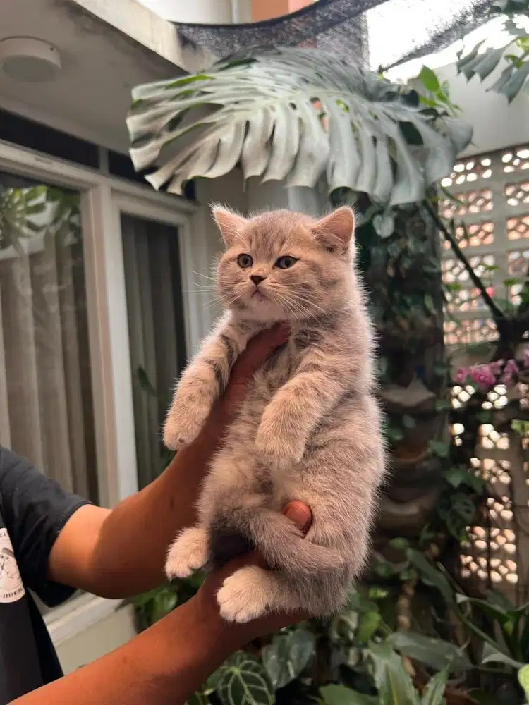 kitten British shorthair betina silver 2 bulan