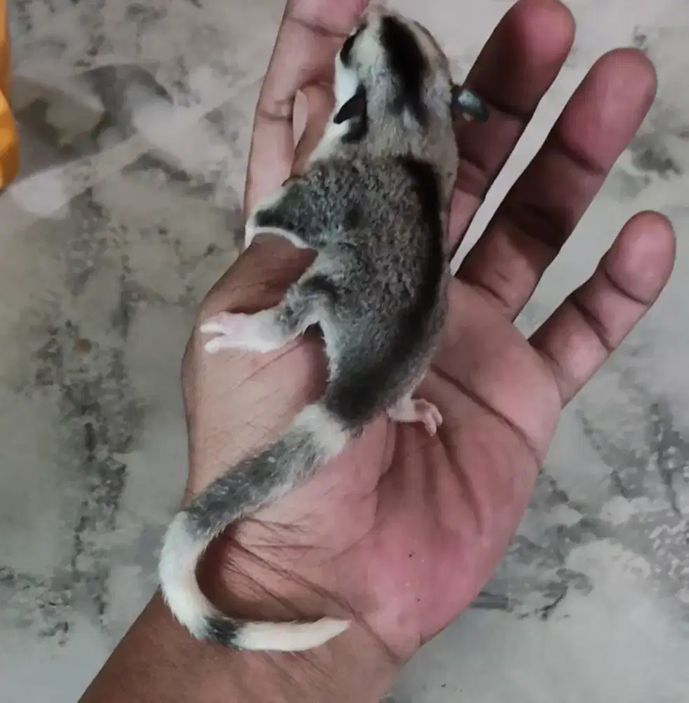 Sugar glider mozaik betina