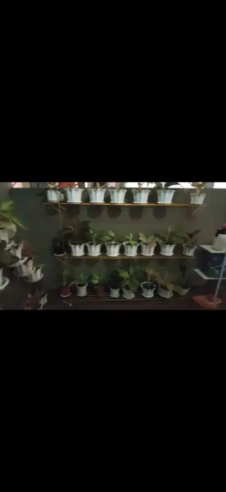 Rak pot Bwai warna holad