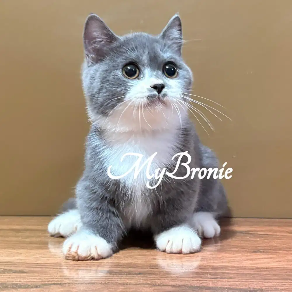 Kucing munchkin british shorthair ganteng
