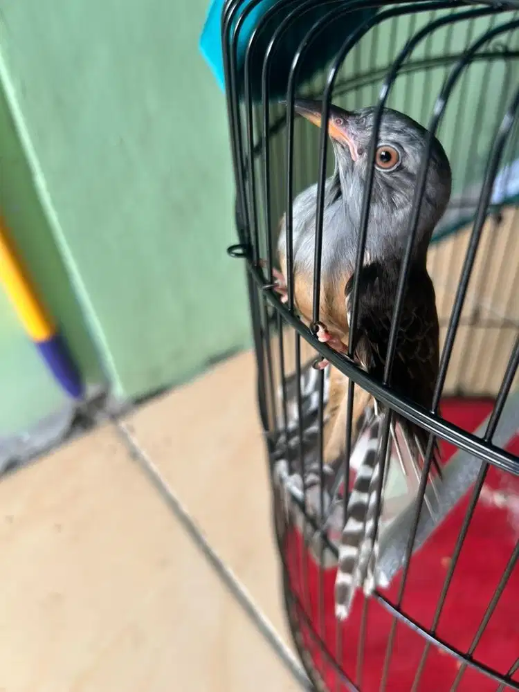 Burung Kedasih semi Pur