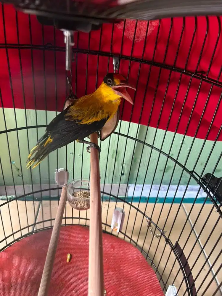Burung Kepodang semi Pur murah
