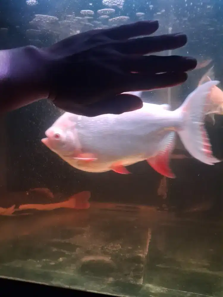 Ikan pacu albino ukran mau up 7 jari,makn pelet