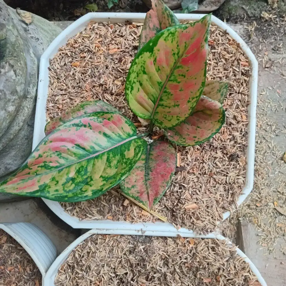 Aglonema Heng heng