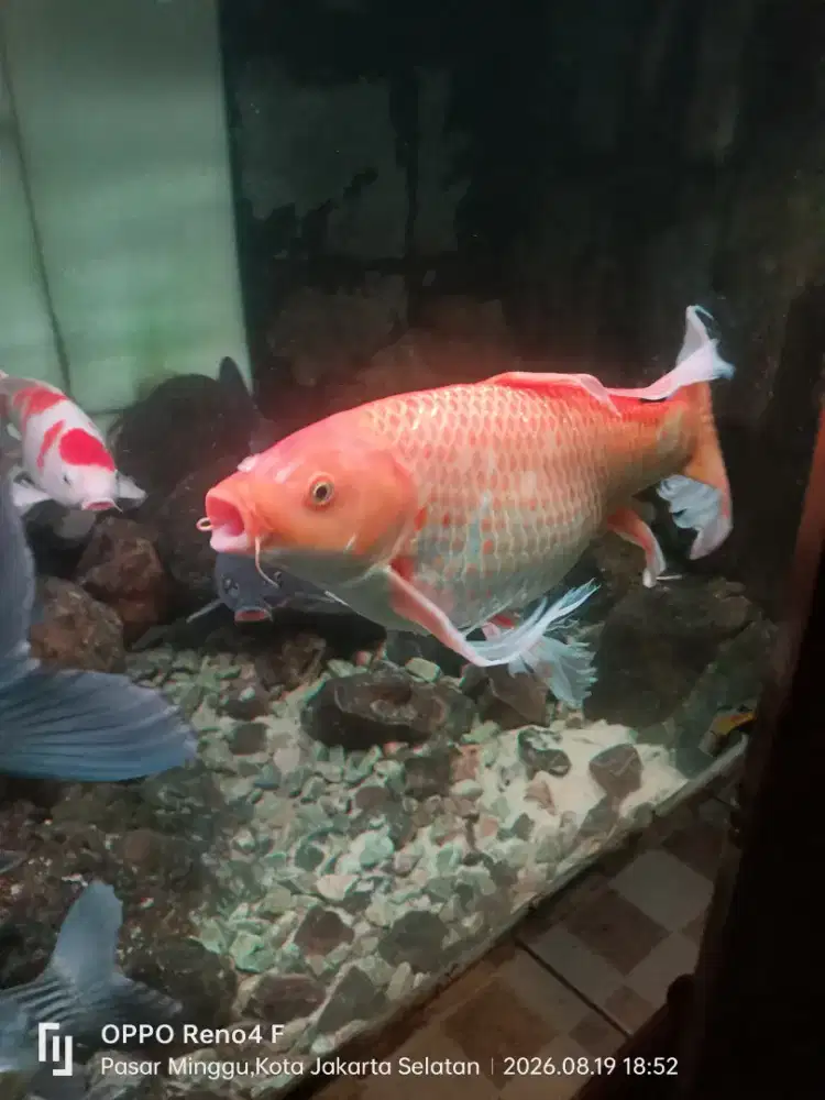 Jual Ikan Koi Super