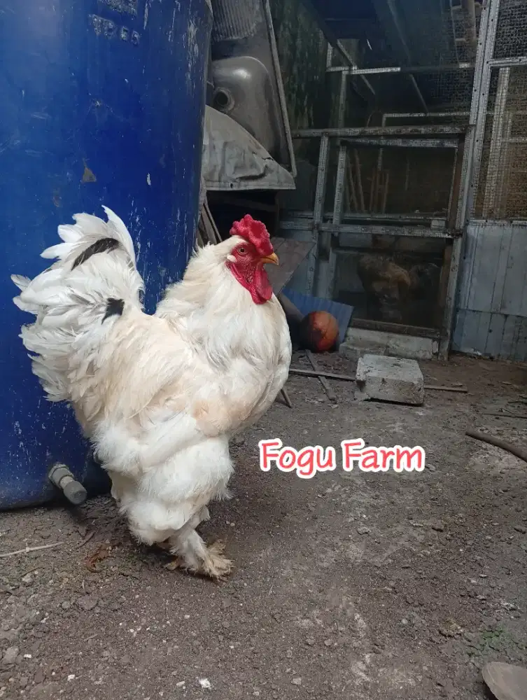 Ayam Brahma Murni