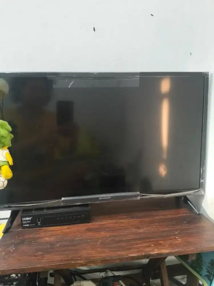 tv hidup umur kurang dr 1 tahun