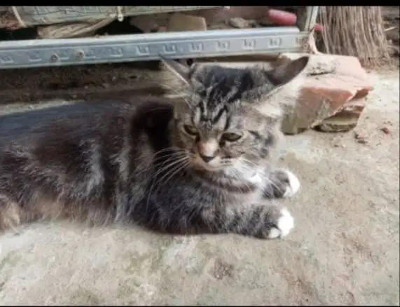 Over adopsi kucing betina & anaknya