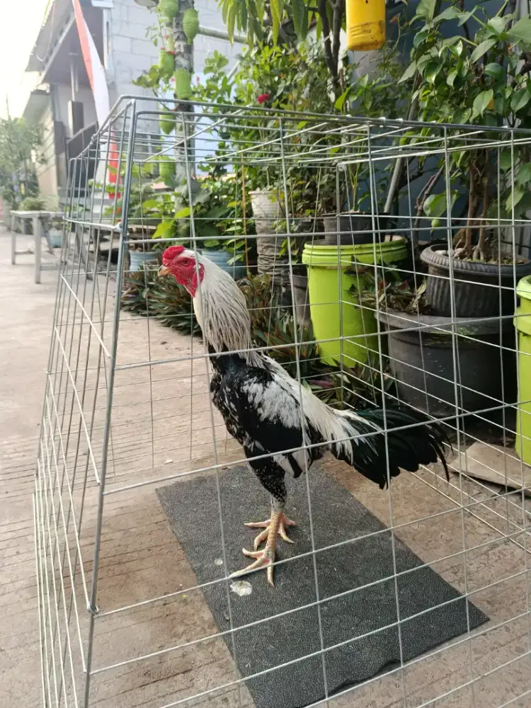 AYAM BANGKOK X PAMA JALAK USIA 6 BULAN