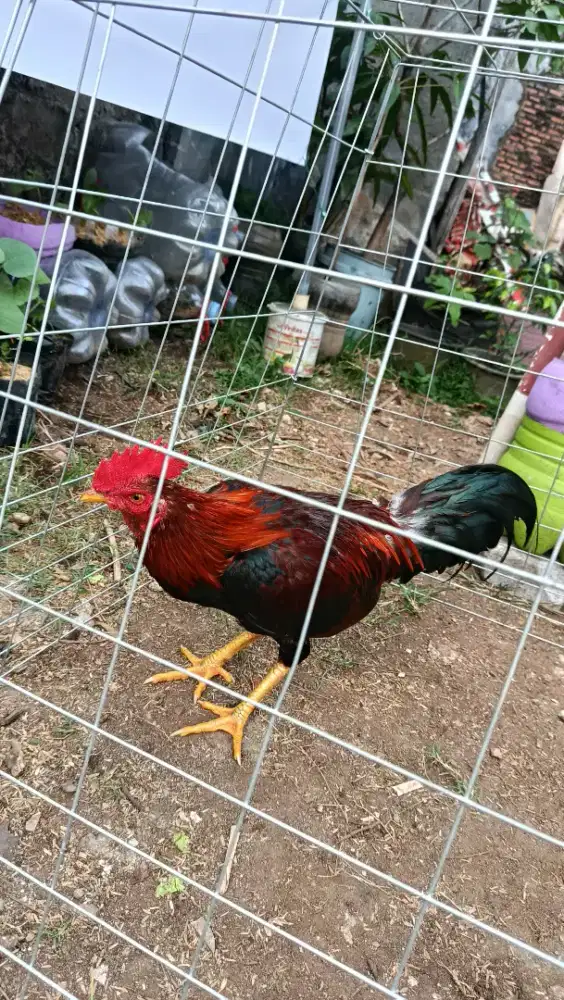 AYAM KAMPUNG X PAMA USIA 6 BULAN
