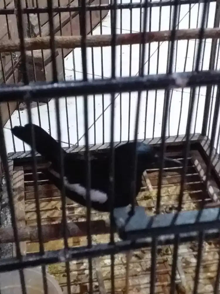 kacer daput dada putih mulus bunyi