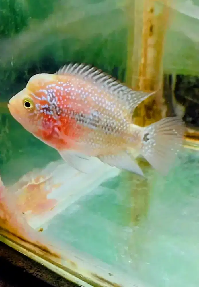 Ikan louhan jenis srd cencu