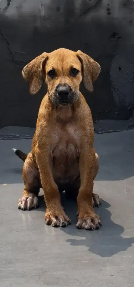 Anak Anjing Great Dane mix Pitbull betina