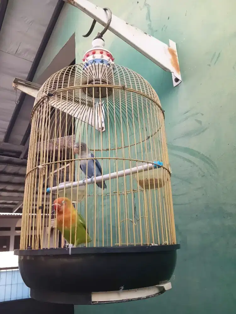 Lovebird fullset