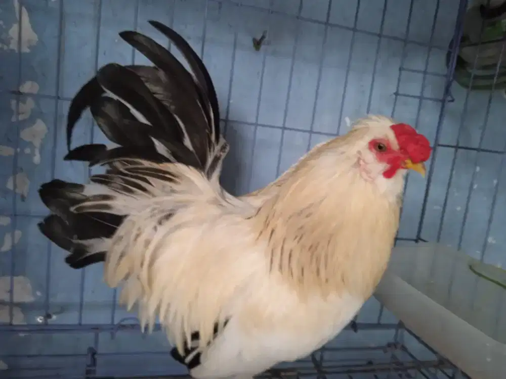 Ayam hias lucu + kandang besi lipat jual cepat harga net