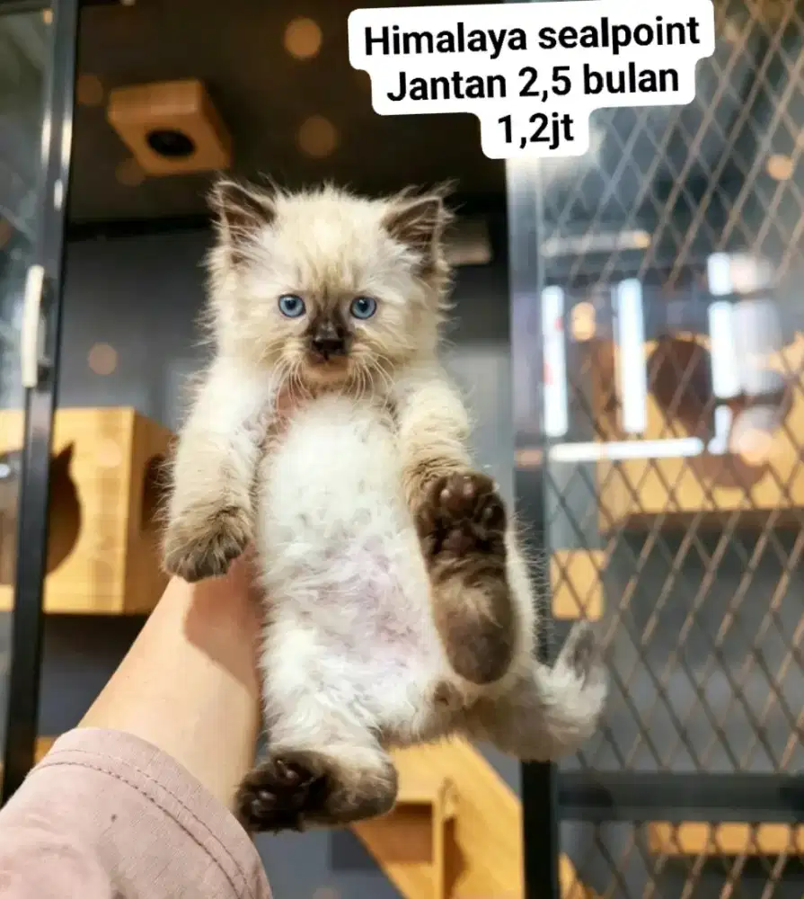 Kucing Persia flatnose Himalaya luucu lucu