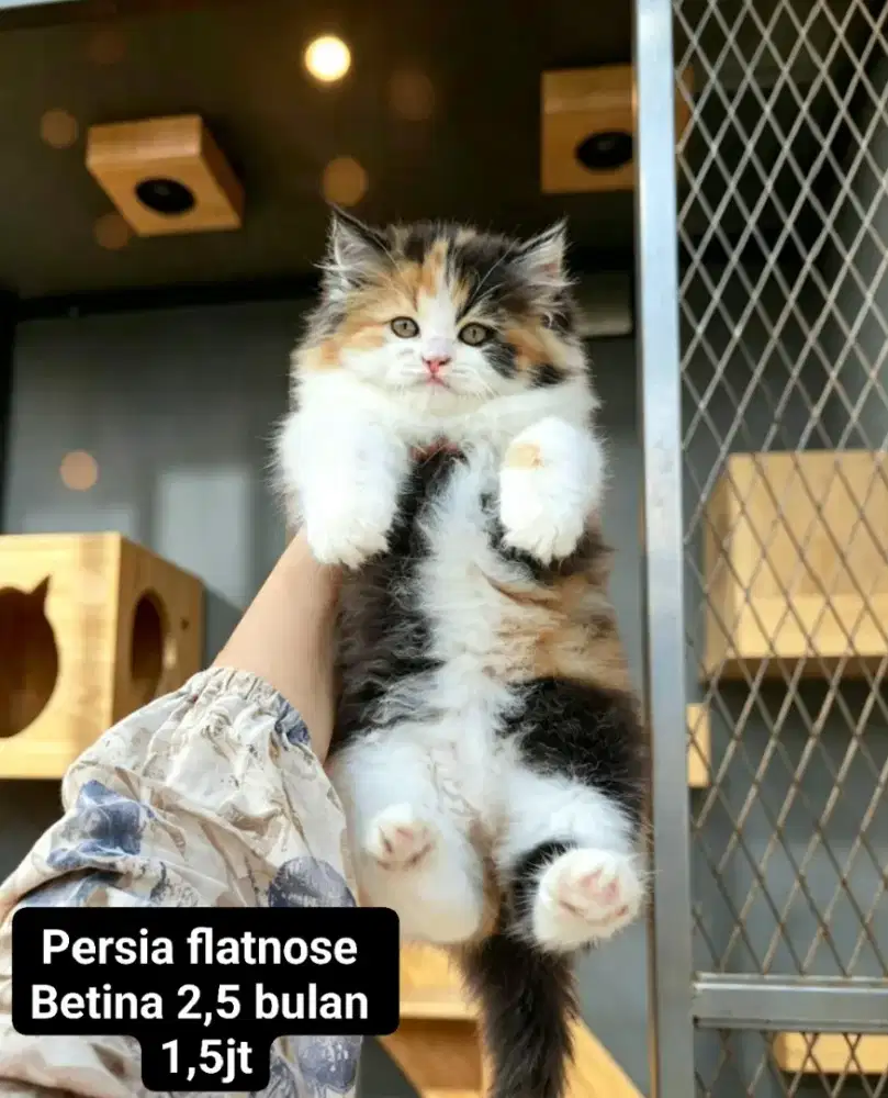 Kucing Persia flatnose Himalaya lucuu lucu