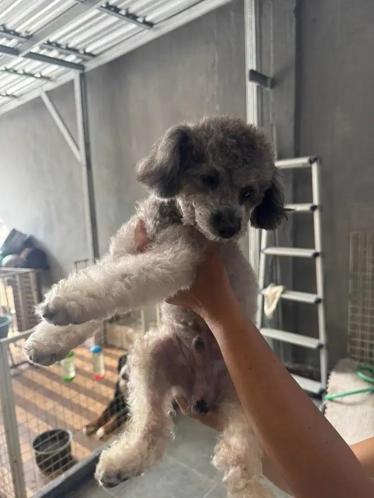 Silver poodle jantan tiny