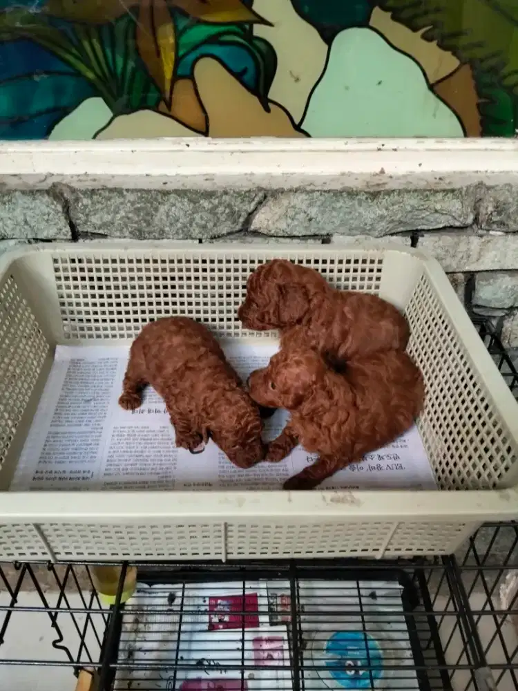 Red Toy Poodle Jtn/btn