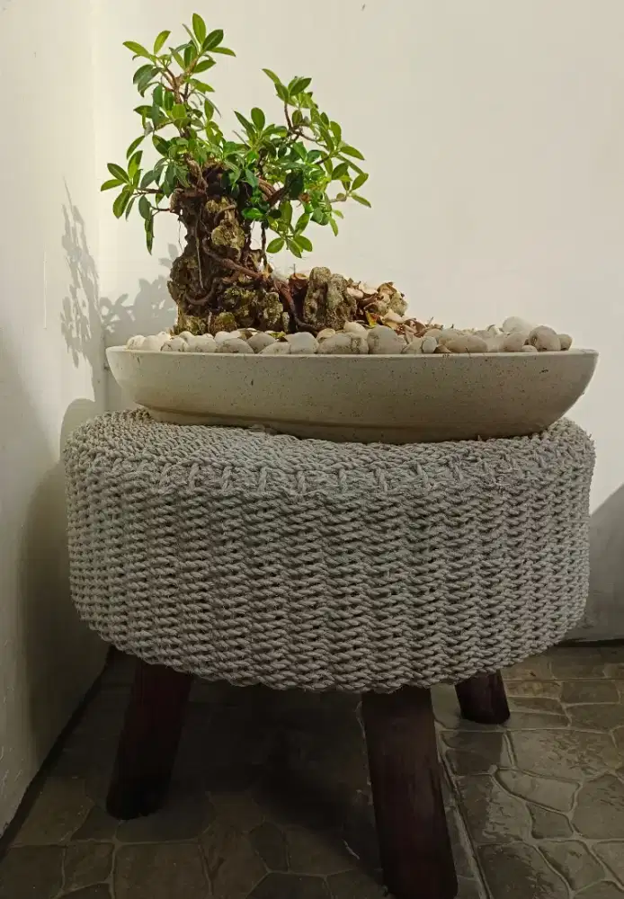 Bonsai beringin dolar dan pohon dewandaru
