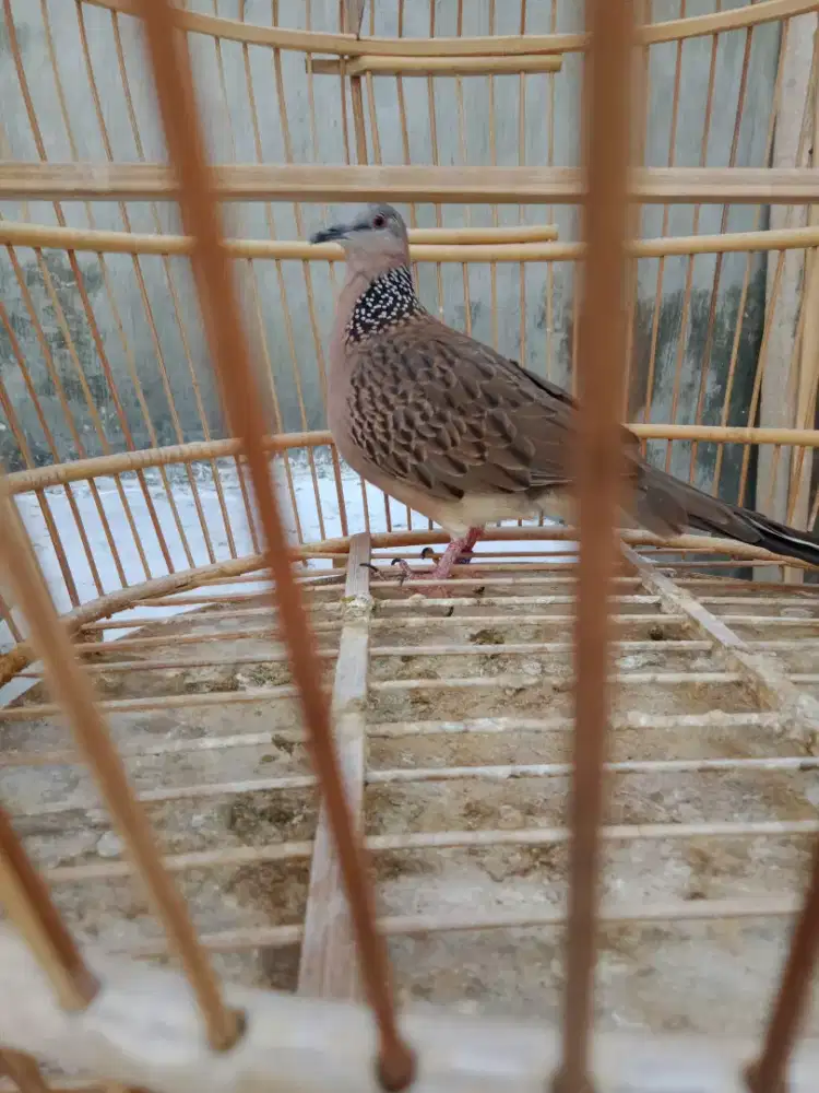 Jual burung terkukur sama sangkar