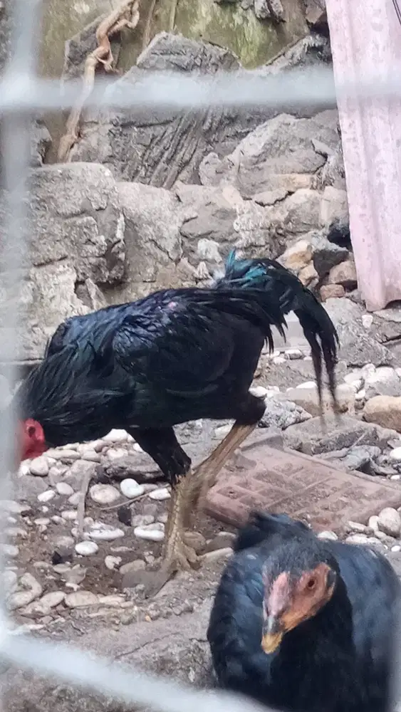 Ayam Wangon Bangkok