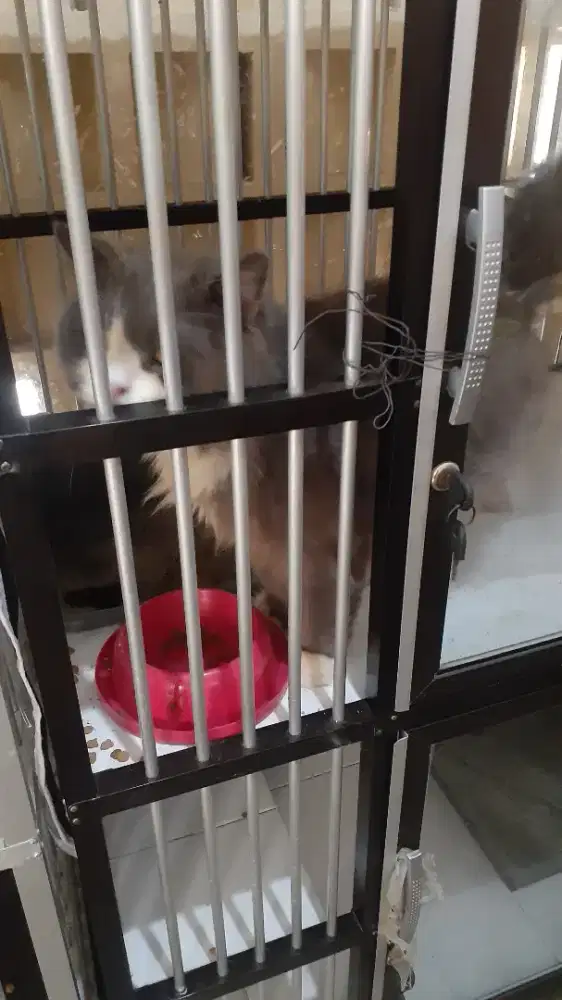 Kucing jenis BLH jantan