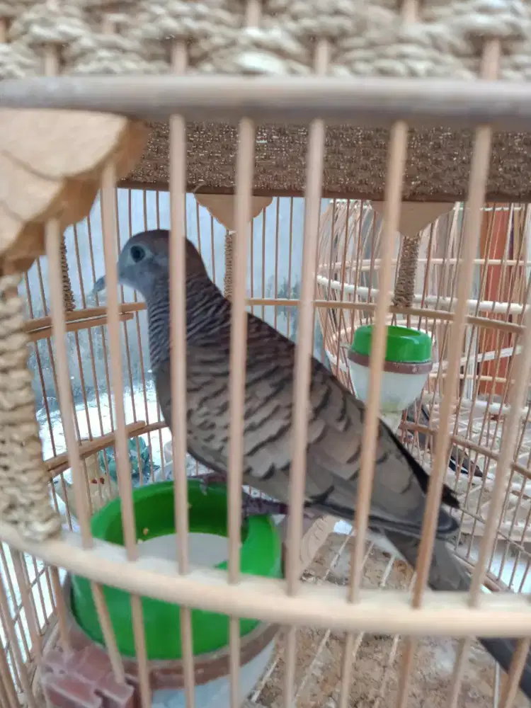 Jual burung perkutut lokal sama sangkar