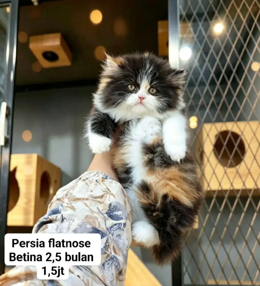 Kucing Persia flatnose Himalaya lucu lucuu