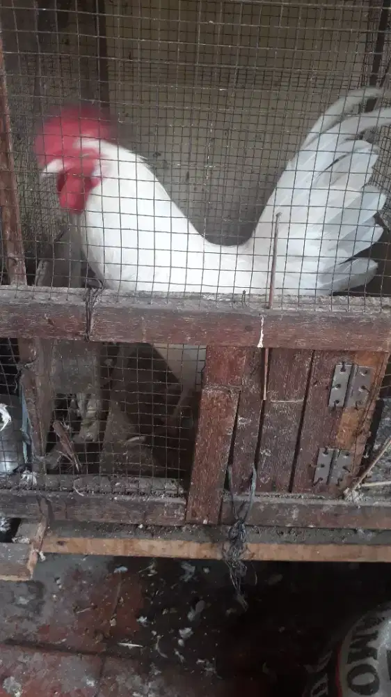 Jual Ayam Kate Jantan Dewasa