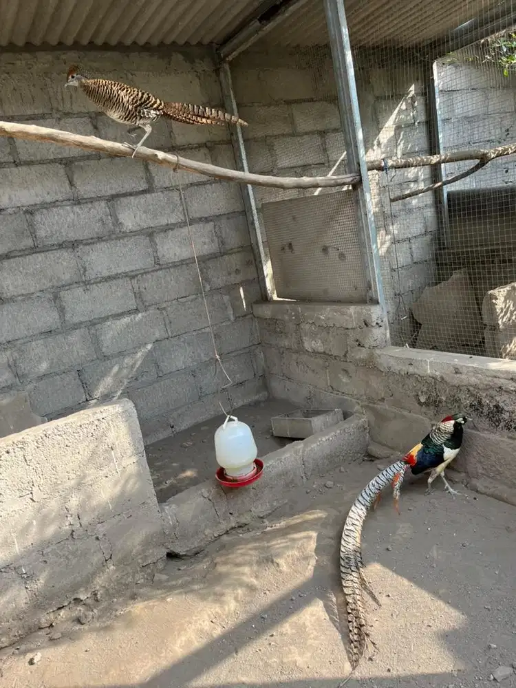 Ayam hias lady amherst pheasant