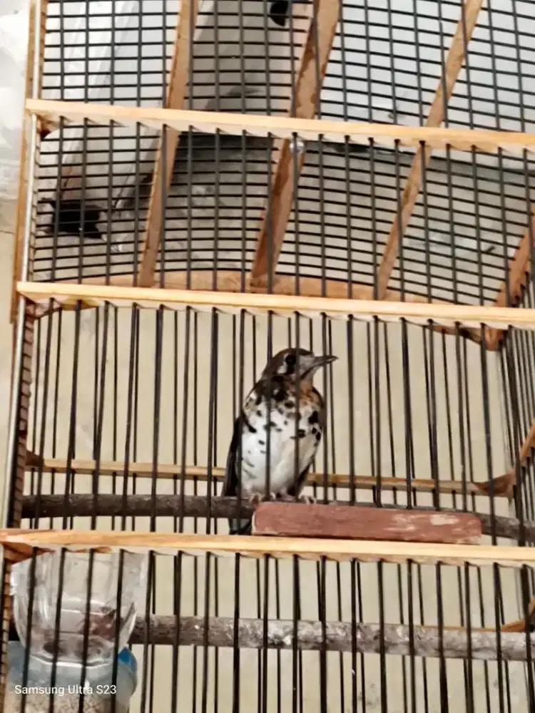 Burung Anis Kembang