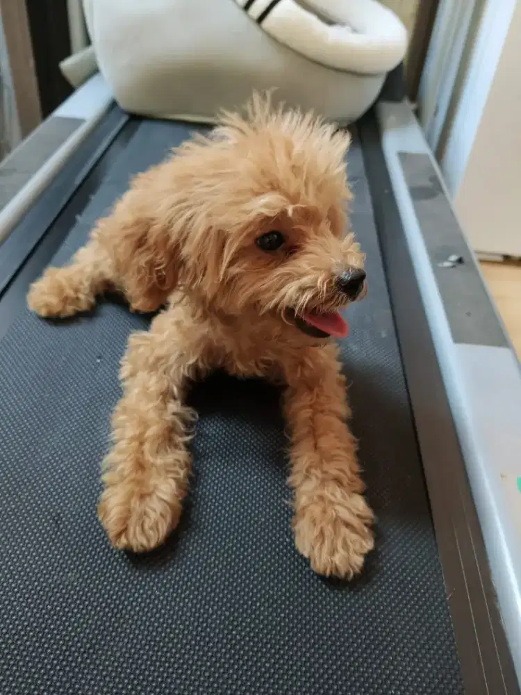 poodle fawn betina