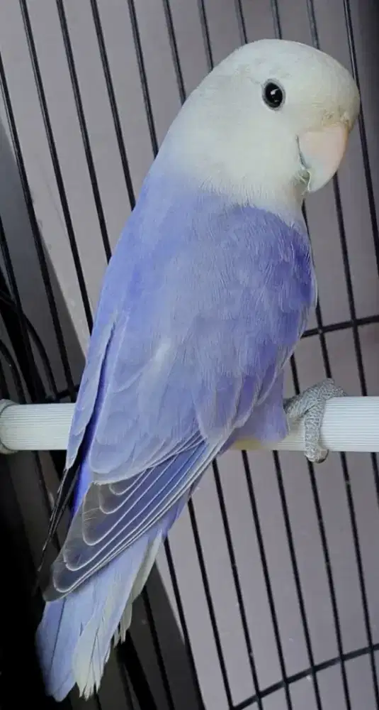 Lovebird nonklep violet