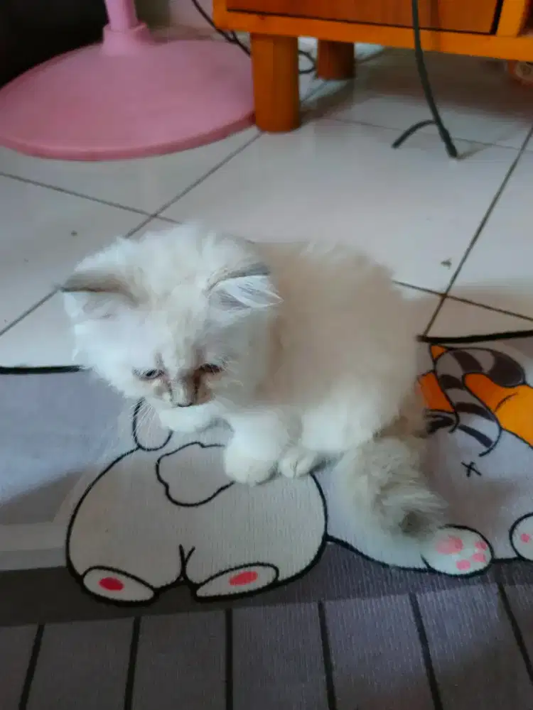 Kucing Himalaya jantan
