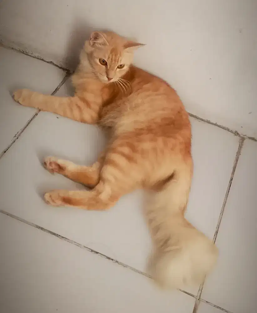 Kucing betina usia 6 bulan