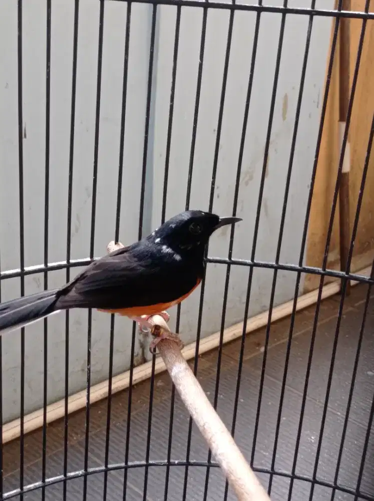 Burung Murai Jantan